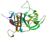 Urea Transporter, Erythrocyte (UTE)