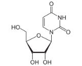 Uridine (UR)