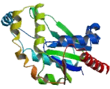 Uridine Cytidine Kinase 2 (UCK2)