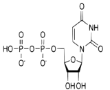 Uridine Diphosphate (UDP)