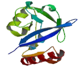 Valyl tRNA Synthetase 2, Mitochondrial (VARS2)