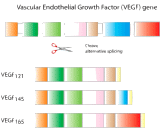 Vascular Endothelial Growth Factor 165 (VEGF165)