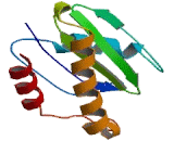 Vesicle Associated Membrane Protein 7 (VAMP7)