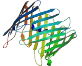 Voltage Dependent Anion Channel Protein 1 (VDAC1)