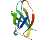 Von Willebrand Factor A Domain Containing Protein 1 (vWA1)