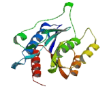 Von Willebrand Factor A Domain Containing Protein 8 (vWA8)