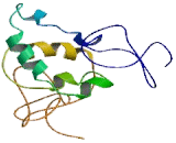 Wiskott Aldrich Syndrome Protein Family, Member 1 (WASF1)