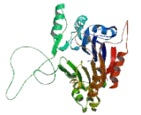 Zinc Phosphodiesterase ELAC Protein 1 (ELAC1)