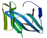 Zymogen Granule Protein 16 Homolog B (ZG16B)