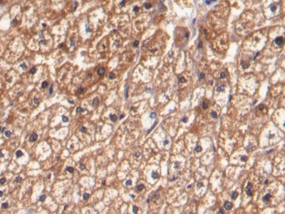 Anti-Beta Catenin (β-catenin) Monoclonal Antibody