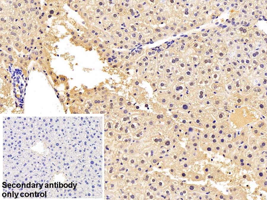 Anti-Glyceraldehyde-3-Phosphate Dehydrogenase (GAPDH) Polyclonal Antibody