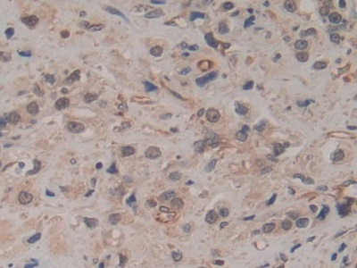 Biotin-Linked Monoclonal Antibody to Amphiregulin (AREG)