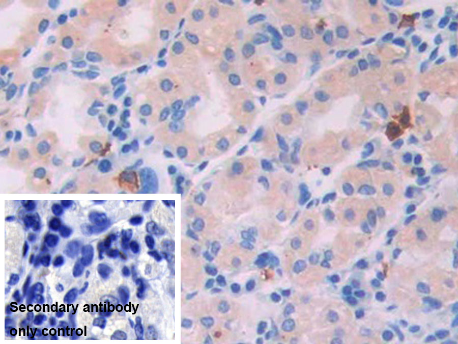 Monoclonal Antibody to Interleukin 4 (IL4)