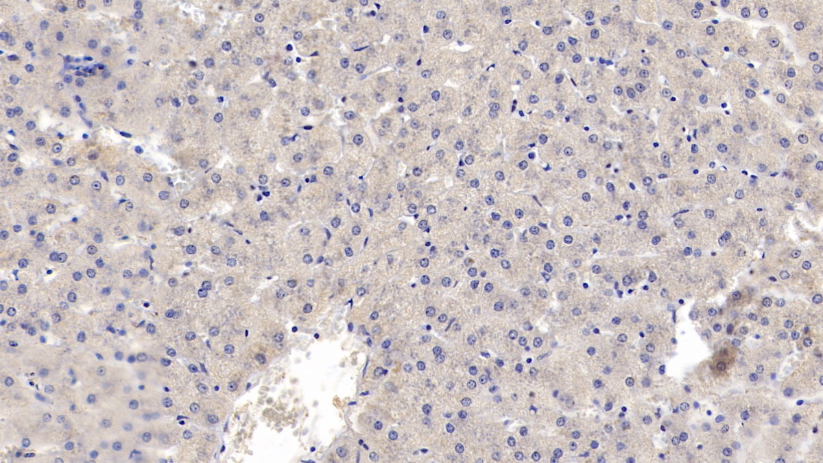 Monoclonal Antibody to Matrix Metalloproteinase 13 (MMP13)