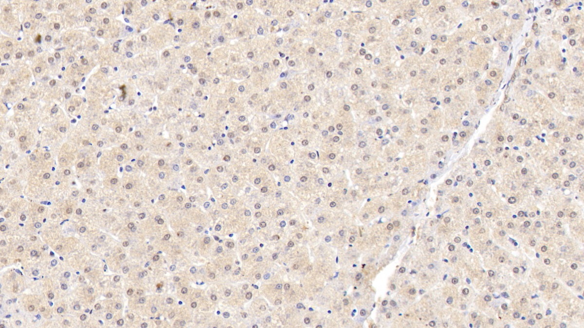 Monoclonal Antibody to Matrix Metalloproteinase 13 (MMP13)