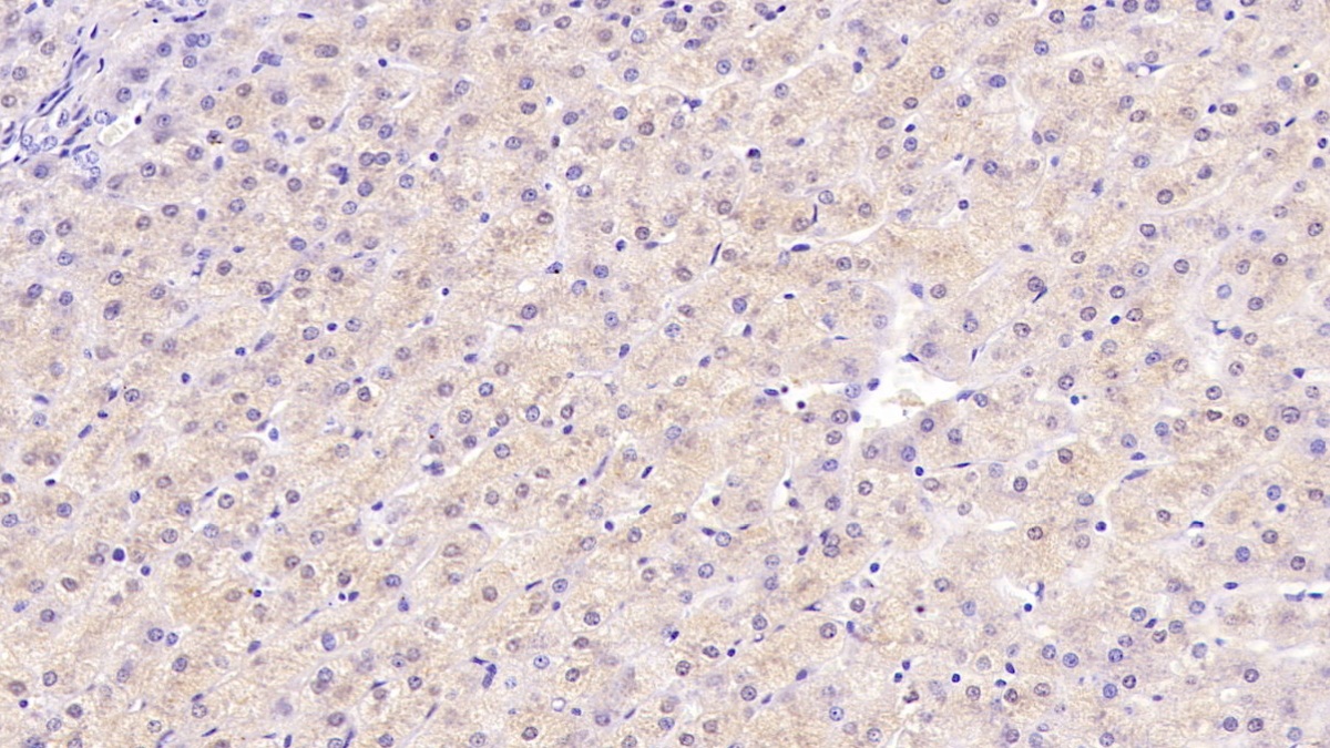 Monoclonal Antibody to Neurotrophin 3 (NT3)