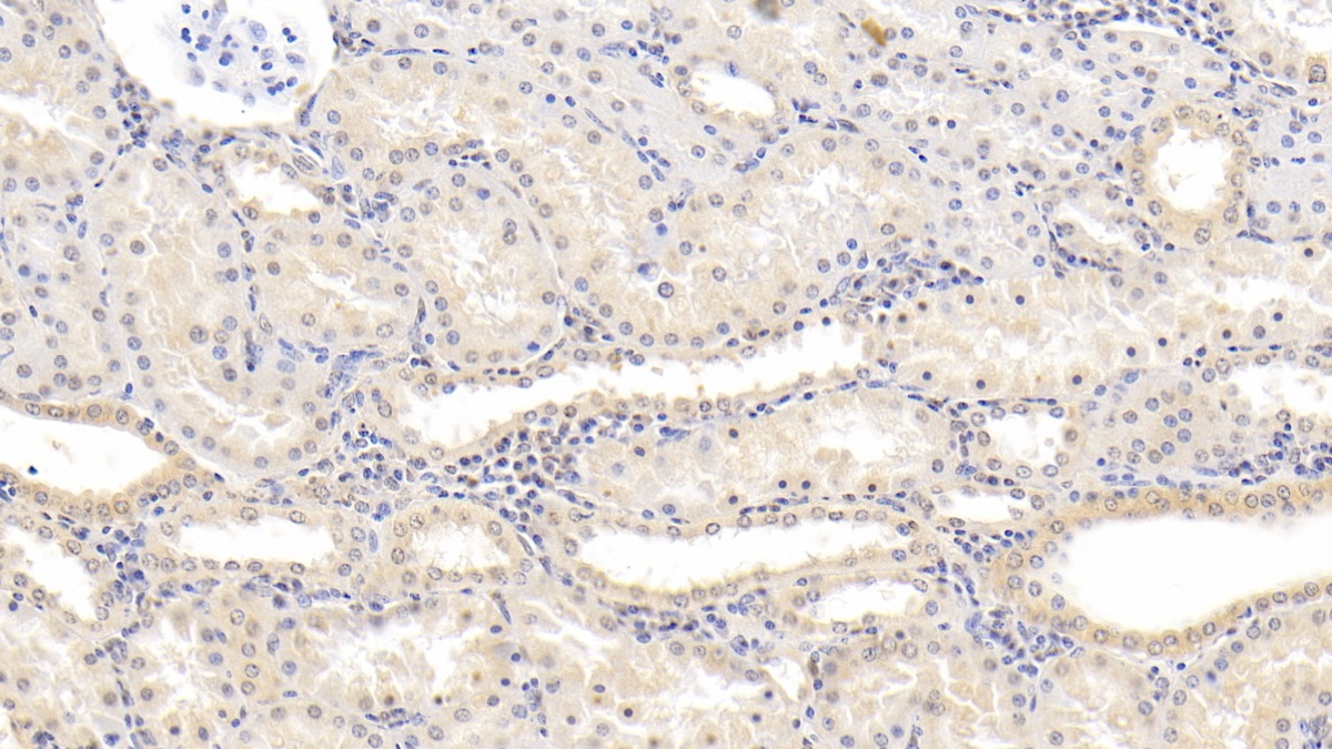 Monoclonal Antibody to Neurotrophin 3 (NT3)