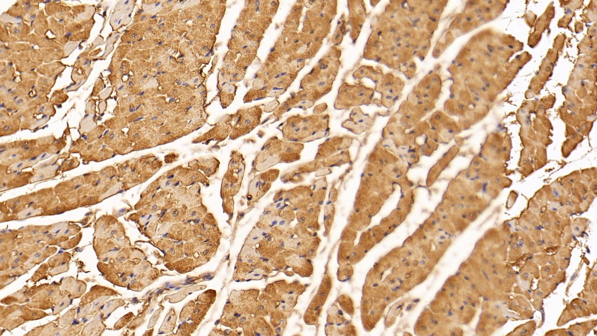 Monoclonal Antibody to Creatine Kinase, Muscle (CKM)