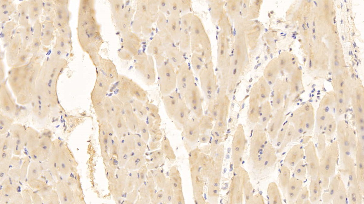 Monoclonal Antibody to Cluster Of Differentiation 40 Ligand (CD40L)