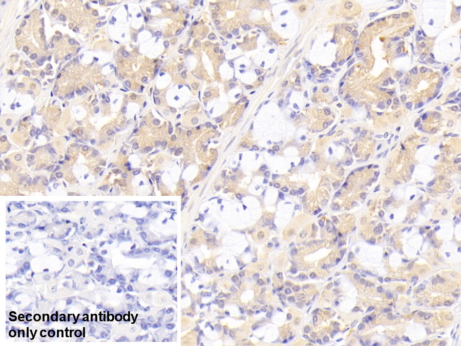 Monoclonal Antibody to Pepsinogen A (PGA)