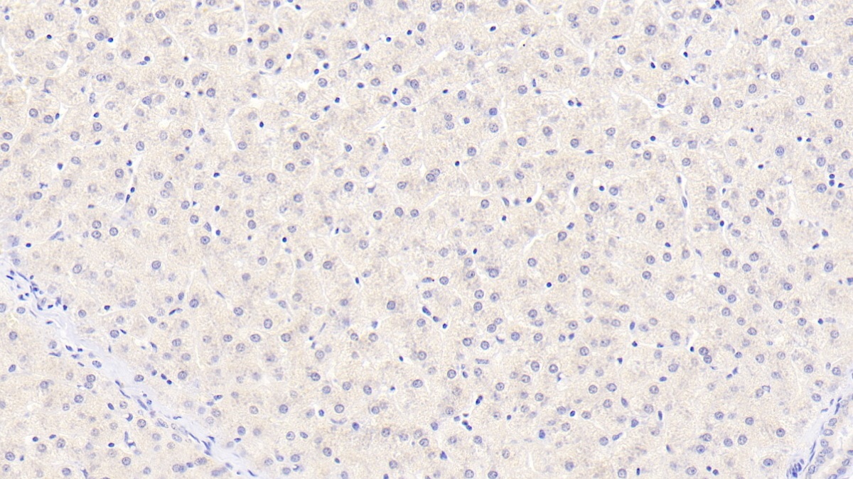 Monoclonal Antibody to Cyclophilin B (CYPB)