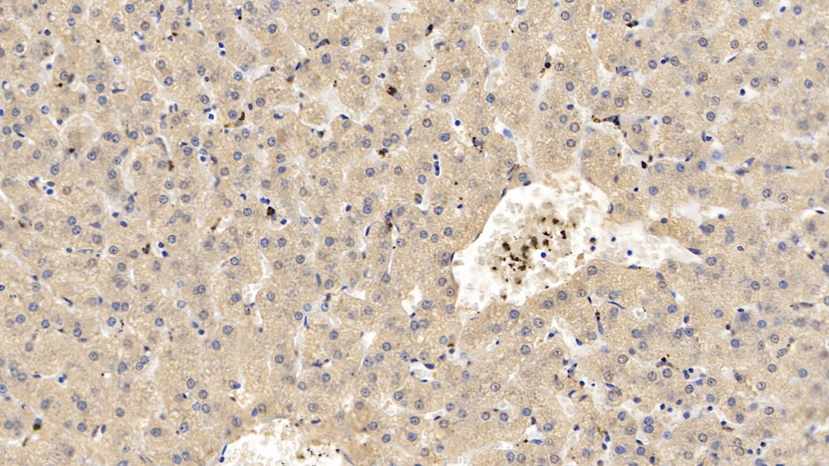 Monoclonal Antibody to Apolipoprotein C1 (APOC1)