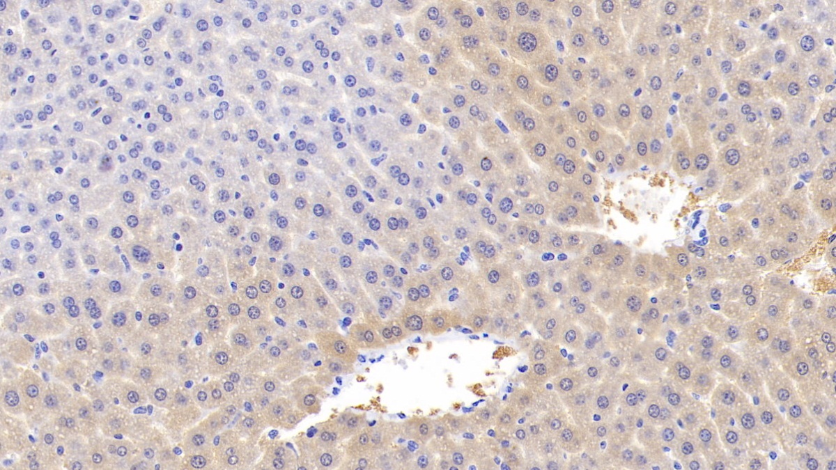 Monoclonal Antibody to Apolipoprotein C1 (APOC1)