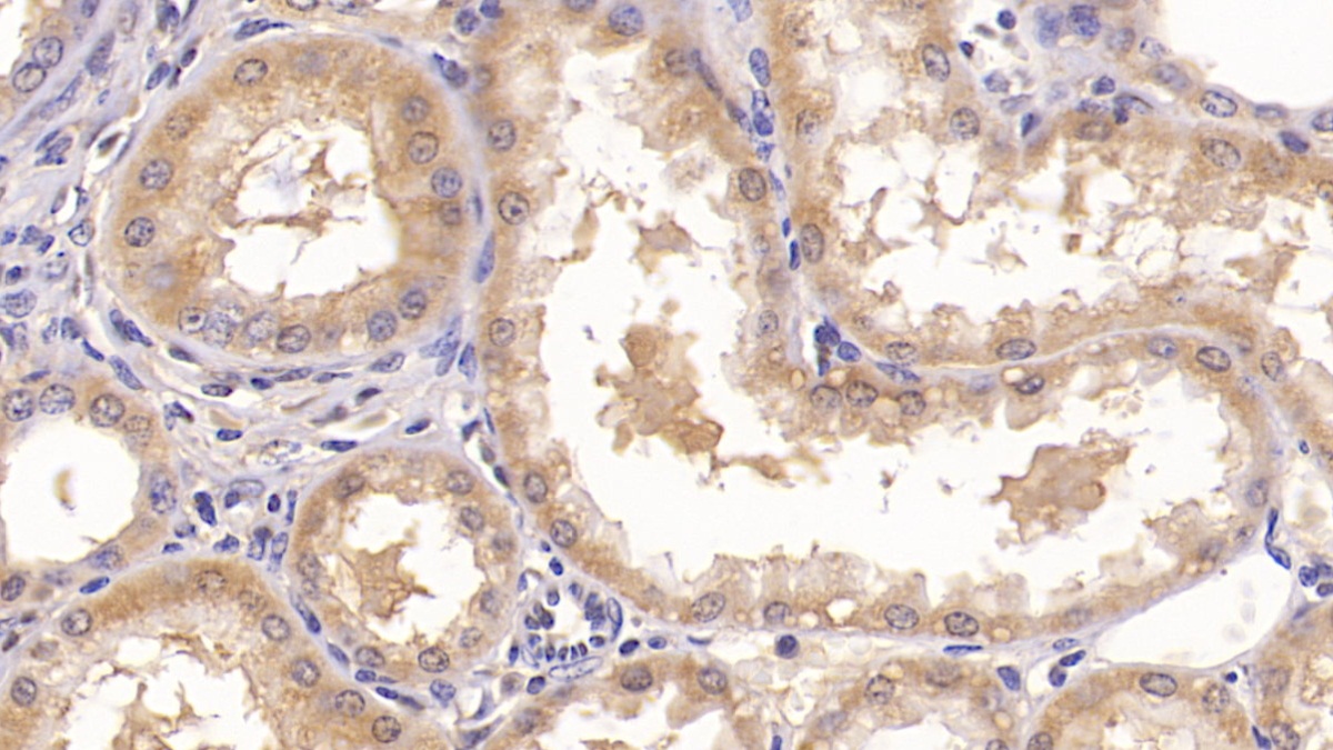 Monoclonal Antibody to Annexin V (ANXA5)