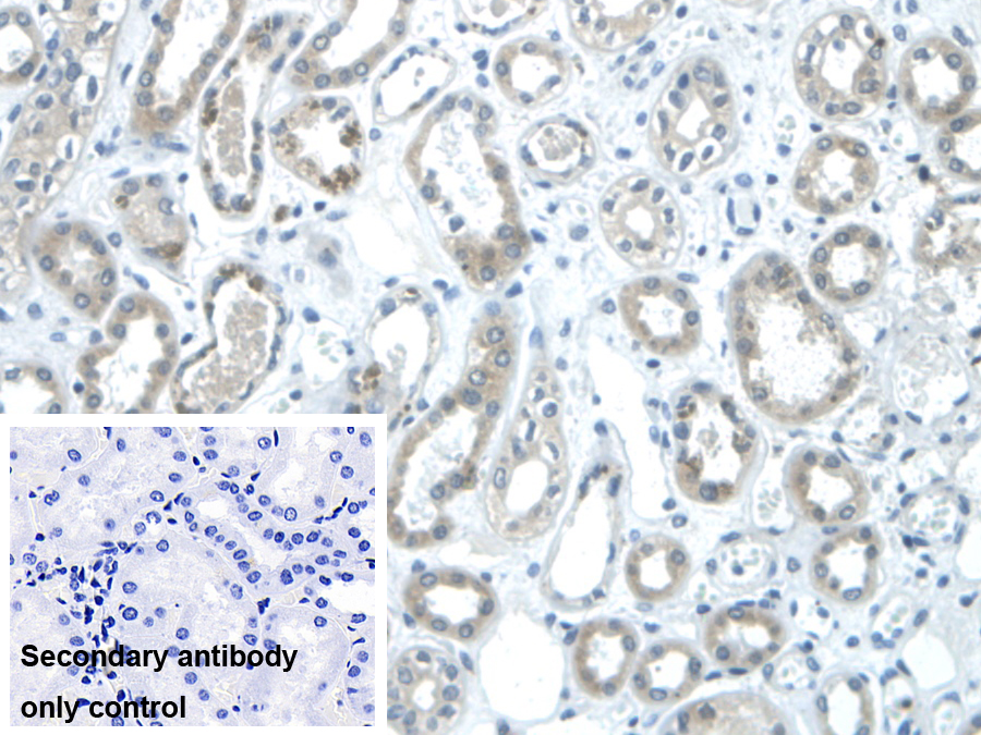 Monoclonal Antibody to Galectin 2 (GAL2)