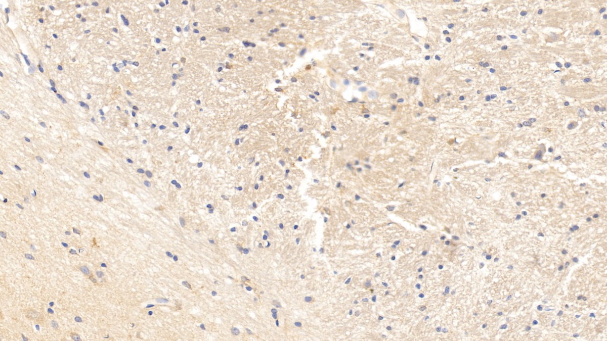 Monoclonal Antibody to Cocaine And Amphetamine Regulated Transcript (CART)