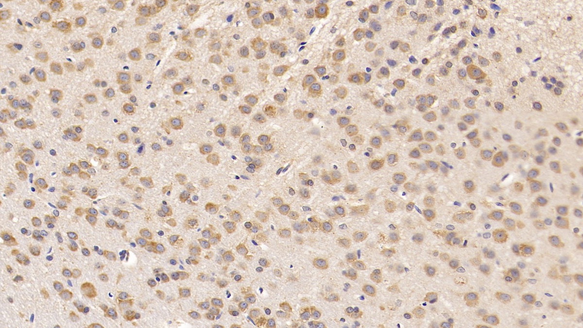 Monoclonal Antibody to Cocaine And Amphetamine Regulated Transcript (CART)