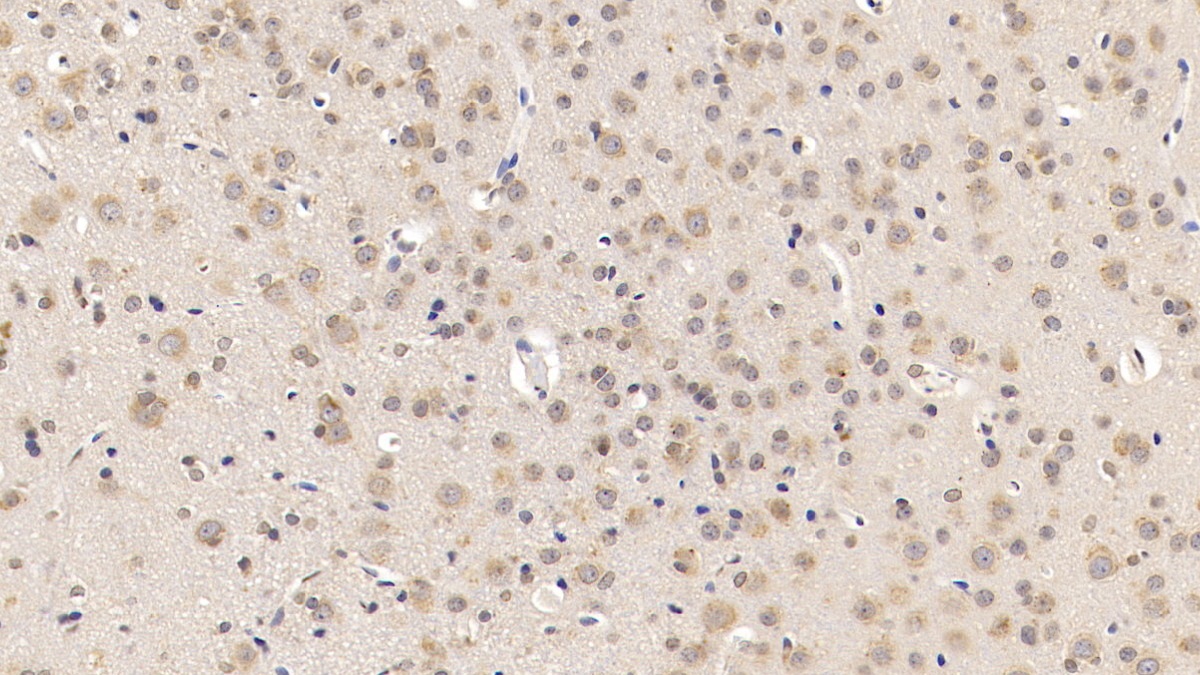 Monoclonal Antibody to Cocaine And Amphetamine Regulated Transcript (CART)