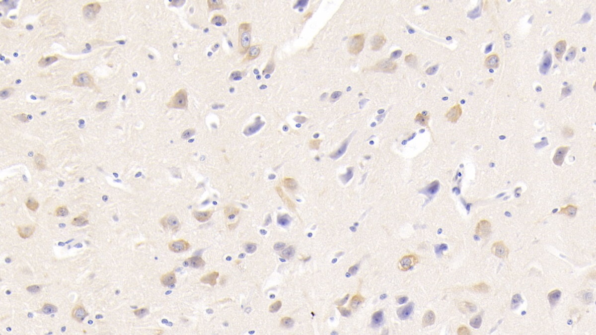 Monoclonal Antibody to Neurogranin (NRGN)