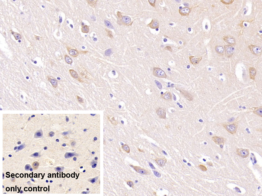 Monoclonal Antibody to Neurogranin (NRGN)