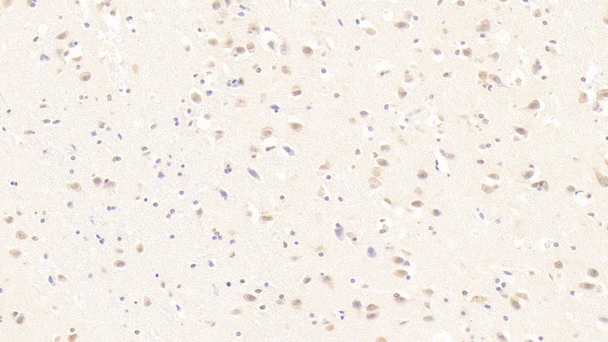 Monoclonal Antibody to Myelin Oligodendrocyte Glycoprotein (MOG)