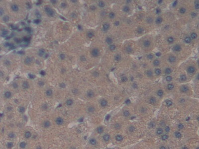 Monoclonal Antibody to Neurokinin A (NKA)