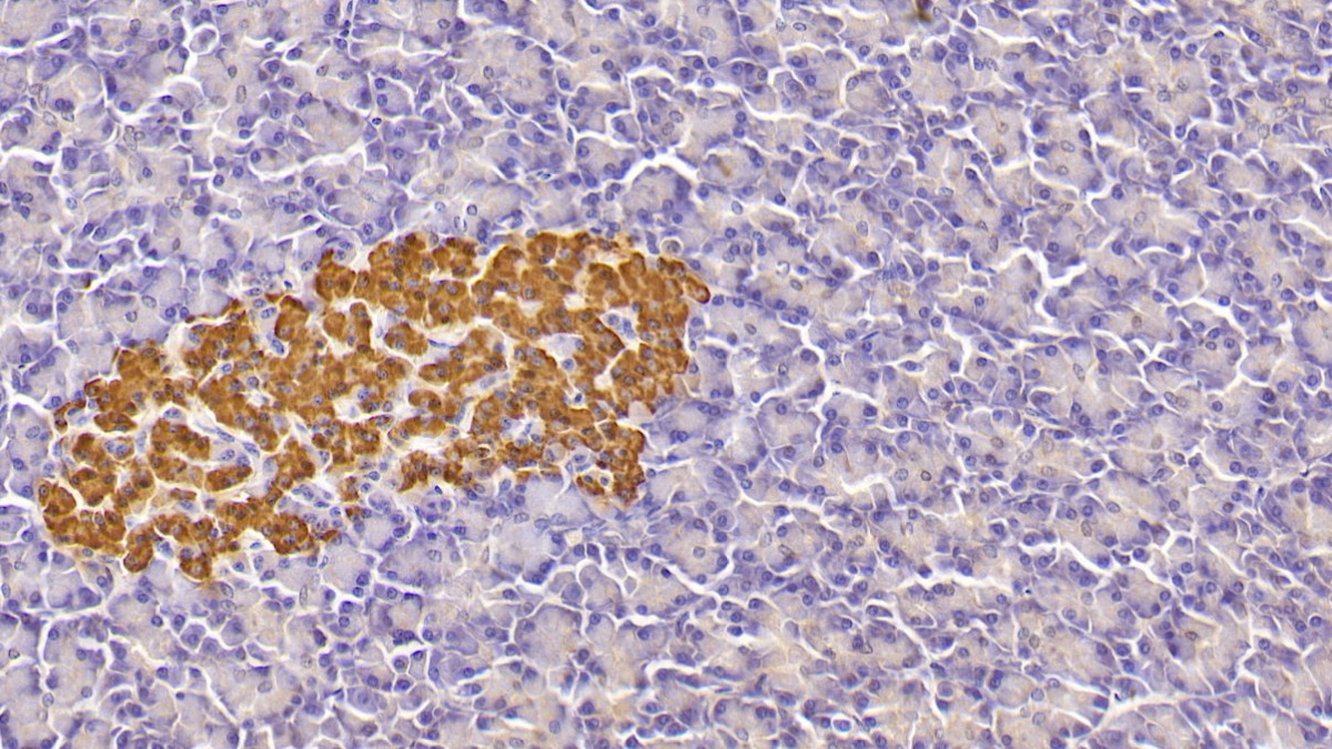 Monoclonal Antibody to Insulin (INS)