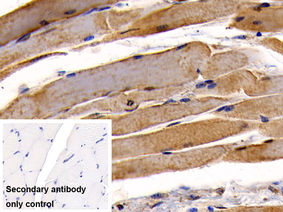 Monoclonal Antibody to Osteocalcin (OC)