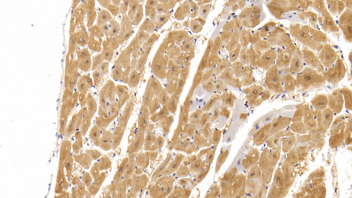 Monoclonal Antibody to Myoglobin (MYO)