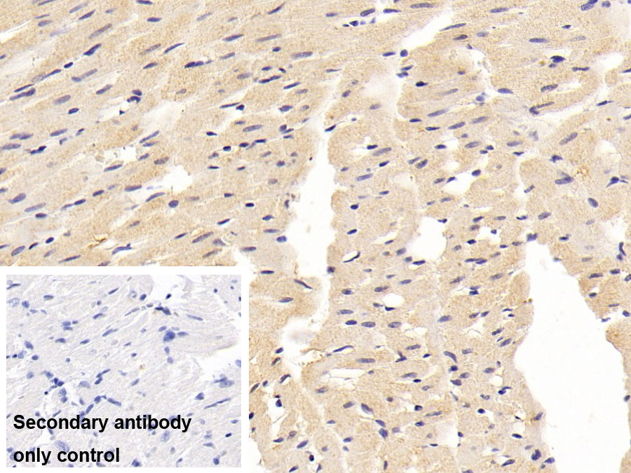 Monoclonal Antibody to Myoglobin (MYO)