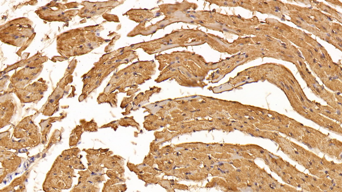 Monoclonal Antibody to Myoglobin (MYO)