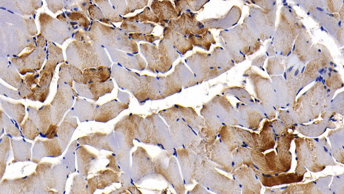 Monoclonal Antibody to Myoglobin (MYO)