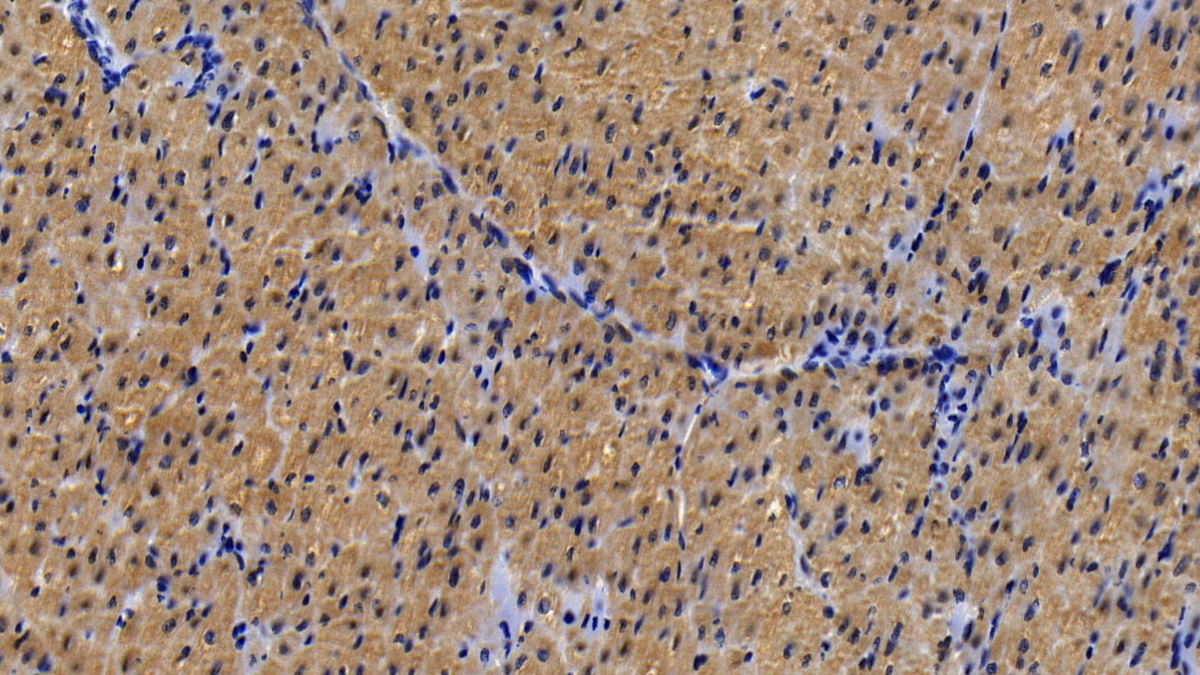 Monoclonal Antibody to Myoglobin (MYO)