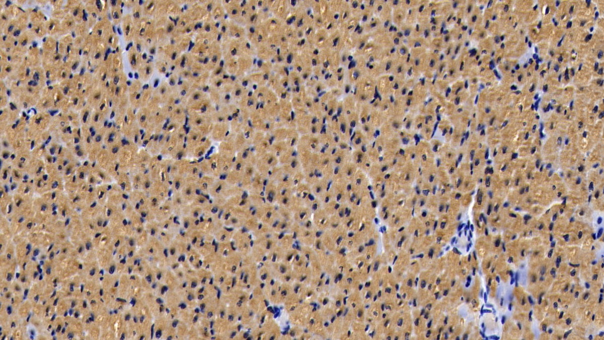 Monoclonal Antibody to Myoglobin (MYO)