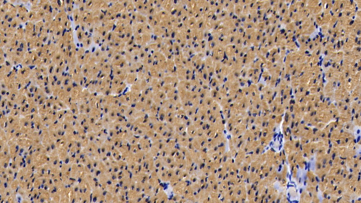 Monoclonal Antibody to Myoglobin (MYO)