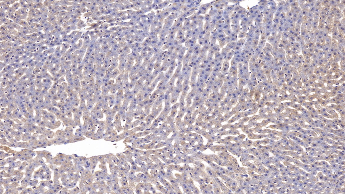 Monoclonal Antibody to Apolipoprotein A1 (APOA1)