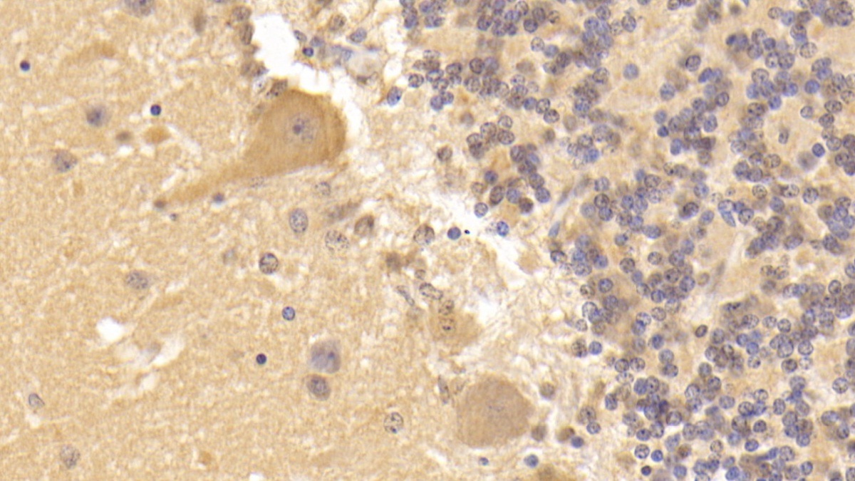 Monoclonal Antibody to Epidermal Growth Factor (EGF)