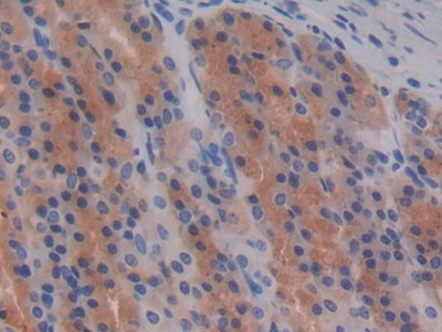 Monoclonal Antibody to Epidermal Growth Factor (EGF)