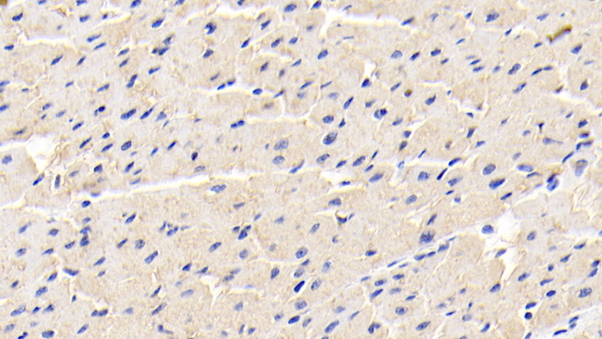 Monoclonal Antibody to Adiponectin (ADPN)