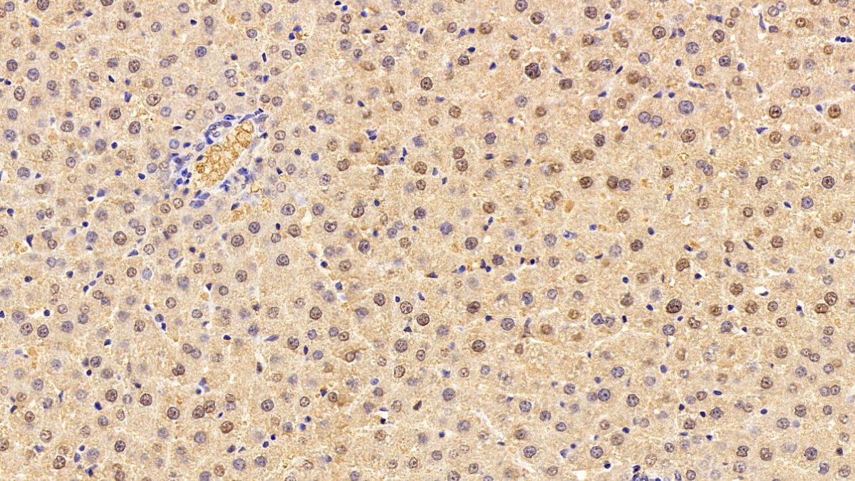 Monoclonal Antibody to Glutathione S Transferase Alpha 1 (GSTa1)